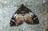 Dysstroma truncata