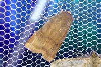Noctua janthe