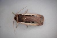 Ochropleura leucogaster