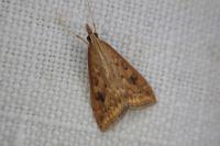 Udea ferrugalis