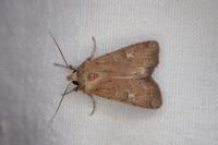 Xestia xanthographa
