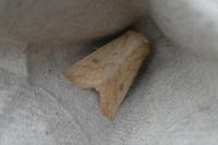 Mythimna vitellina