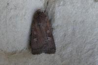 Xestia xanthographa