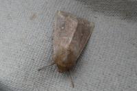 Mythimna albipuncta