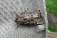 Luperina testacea