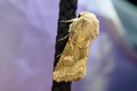 Luperina dumerilii