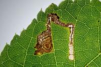 Stigmella tiliae