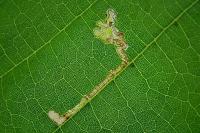 Stigmella tiliae