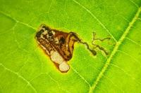 Stigmella tiliae