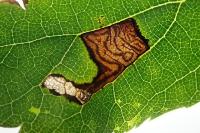 Stigmella tiliae