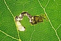 Stigmella tiliae