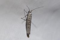 Yponomeuta sedella