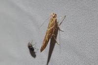 Pyroderces argyrogrammos