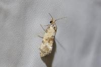 Cochylis