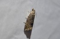 Cydia splendana