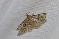 Alucita hexadactyla