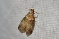 Acrobasis tumidana