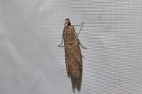 Acrobasis bithynella