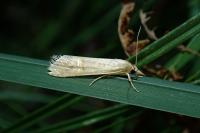 Euchromius ocellea