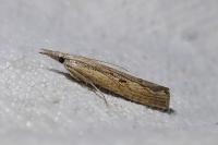 Agriphila inquinatella