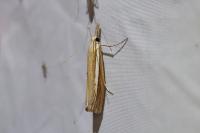 Agriphila selasella