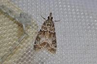 Eudonia mercurella