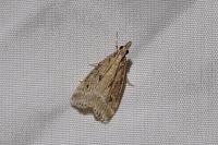 Eudonia pallida