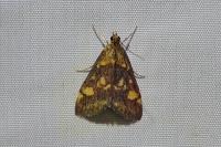 Pyrausta aurata
