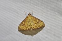 Anania verbascalis