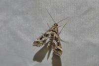 Diasemiopsis ramburialis