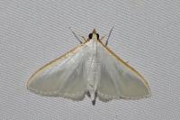 Palpita vitrealis