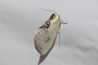 Cilix glaucata