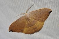 Watsonalla uncinula