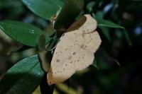 Cyclophora puppillaria