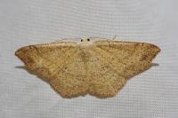 Cyclophora