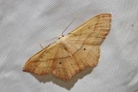 Scopula imitaria
