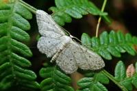 Idaea seriata