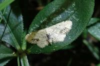 Idaea dimidiata