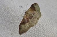 Idaea degeneraria