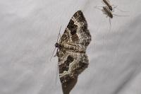 Epirrhoe alternata