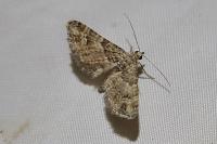 Gymnoscelis rufifasciata