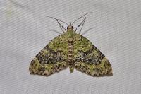 Acasis viretata