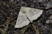 Crocallis elinguaria