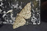Ectropis crepuscularia