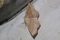 Gerinia honoraria