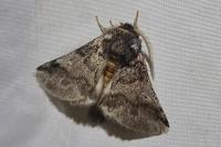 Thaumetopoea processionea