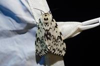 Lymantria monacha