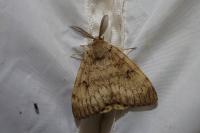 Lymantria dispar