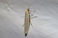 Eilema caniola