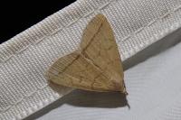 Herminia tarsipennalis